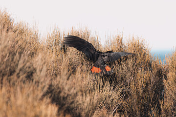 A black cockatoo bird perched on a tree branch