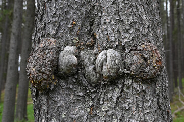 burls on lodgepole pine tree trunk 