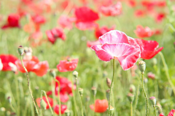 ポピー 赤い 花畑 かわいい 大輪 美しい 綺麗 可憐 春 日本