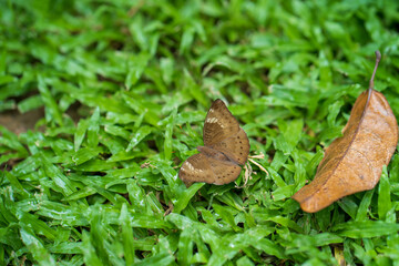 Brown Lymantria dispar crawling in garden.