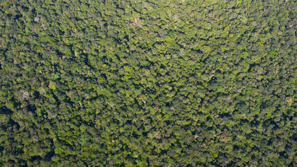 Selva Paisaje Naturaleza