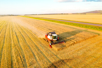 Aerial view of a combine harvester working in a wheat field. Seasonal wheat harvesting. Agriculture. Drone shooting