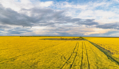 panorama of blooming yellow rapeseed, oil canola field at sunset, aerial view. production of...