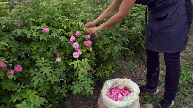 Rose-picking in the Rose Valley. Harvesting rose petals in blooming season. Woman farmer hand picking flowers petals near a blossom bush on a field