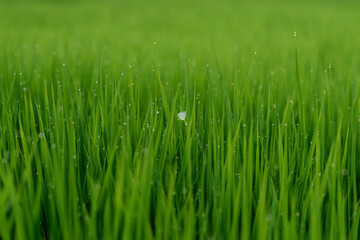 green grass with dew drops