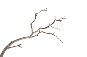 Dead tree isolated on white background, Dead branches of a tree.Dry tree branch.Part of single old and dead tree on white background.