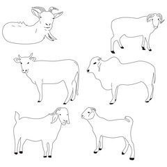 vector of farm animals for the sacrifice of Eid al-Adha. senior line of goats, cows, buffalo, sheep