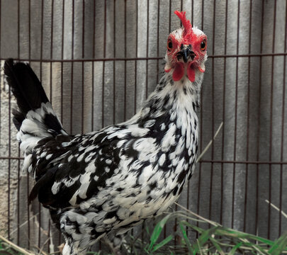 Close-up image of a gorgeous Bantam chicken with beautiful black and white plumage inside an iron cage. Small chicken looking straight to the camera with a serious expression - Blurred background 