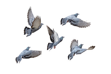 Action Scene of Group of Rock Pigeons Flying in The Air Isolated on White Background with Clipping...