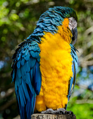 macaw feather blue bird yellow