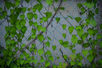 金網に絡まった緑色の葉
