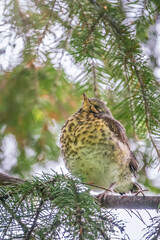A fieldfare chick, Turdus pilaris, has left the nest and is sitting on a branch. A chick of fieldfare sitting and waiting for a parent on a branch.