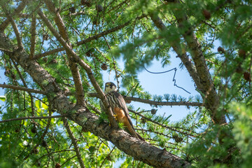 Eurasian hobby, falco subbuteo, sitting on top of larch tree. Cute majestic falcon bird of prey in...