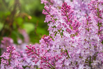 Pink Blooming Lilac Flowers in spring with blured background