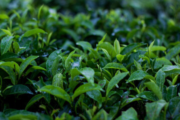 tea leaves covered in dew