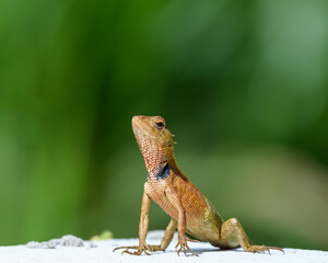 Beautiful Lizard on the stone