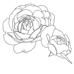 Roses. Garden flowers close-up on a white background. Material for printing or laser cutting. Contour drawing, vector graphics.