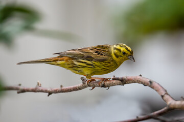 Goldenhammer sitting on a branch looking for food 