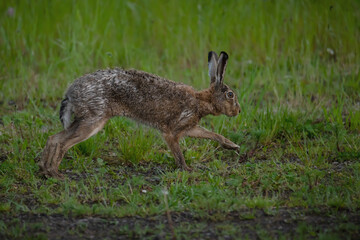 Naklejka na ściany i meble Running brown hare in the early morning 