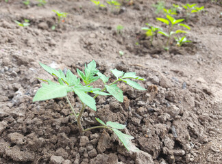 tomato growing in a greenhouse. vegetable garden crop plants, horticulture, green leaves.