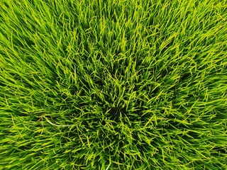 green paddy seeds background