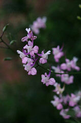 pink flowers in spring