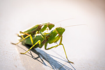 Mating of a pair of praying mantises. Close up of pair of European mantis or Praying mantis copulating in nature.