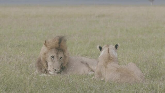 Male and female lion, relax together in the plains, during mating season. 