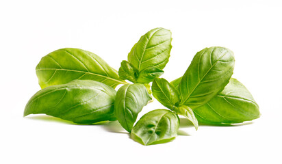 basil leaves isolated on white