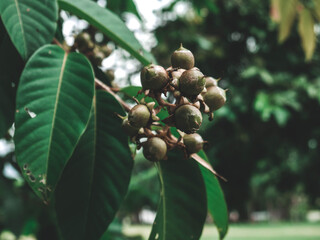 อินทนิล