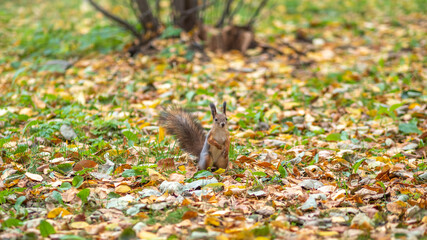 Autumn squirrel on green grass with fallen yellow leaves