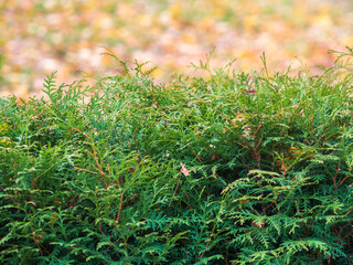 Autumn Thuja branches in the sunset light.. Autumn background