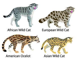 collage of european wild cat, african wild cat , asian  leopard cat and ocelot - Vector