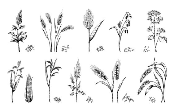 Grain. Hand drawn cereal plants. Agricultural harvest. Sorghum and wheat ears. Buckwheat or amaranth stems. Isolated corn cobs. Barley stalk with heap of seeds. Vector food sketches set