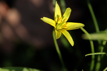 gelbe Blüte Makroaufnahme