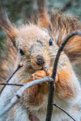 The squirrel with nut sits on a branches in the spring or summer. Portrait of the squirrel close-up