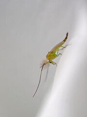 Mosquito on a white rose