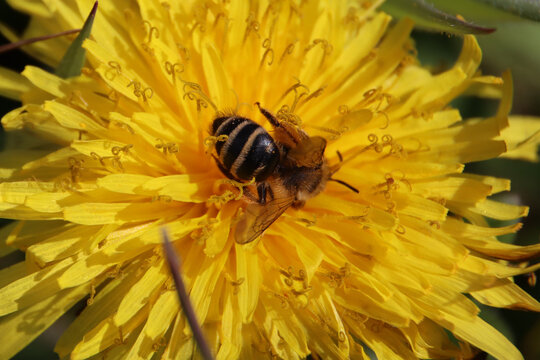 Butterblume u Waldbiene