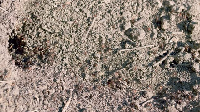 Ants are eusocial insects. Fire ants swarm