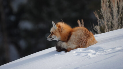 a red fox looking around and resting on snow in yellowstone national park