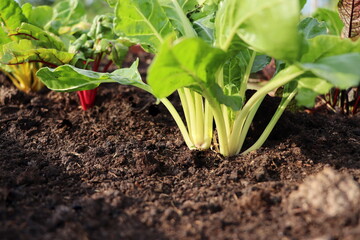Red, yellow, white fresh rainbow Swiss chard growing in farm. Close up shot to stem.