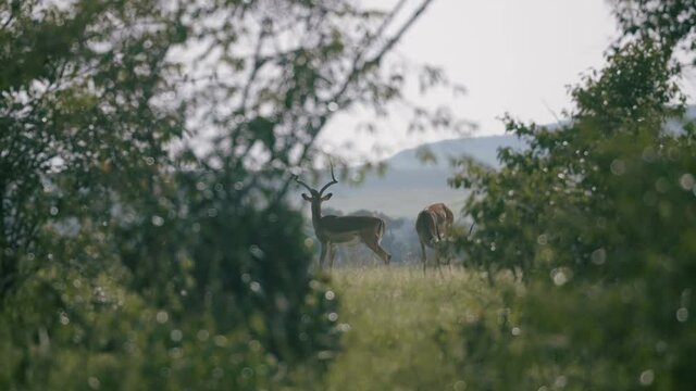 Impala stand behind the trees, rack focus. 