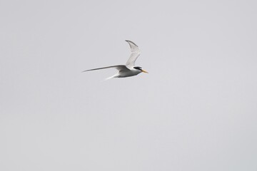 little tern is hunting a fish