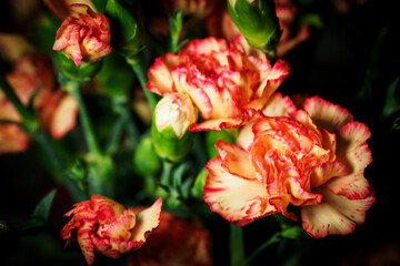 Pink carnation flowers in detail.