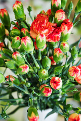 Pink carnation flowers and white vase.