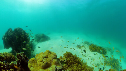 Naklejka na ściany i meble Underwater Colorful Tropical Fishes. Tropical underwater sea fishes. Philippines.