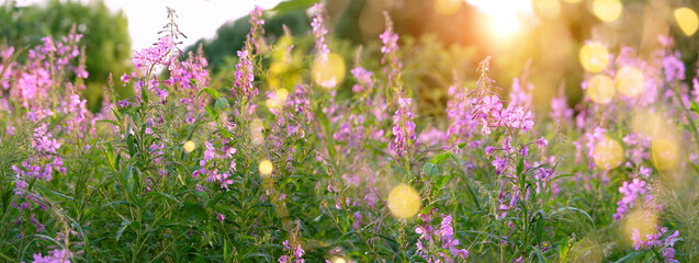 summer background with purple flowers on meadow. blossom Ivan-tea, Chamaenerion or epilobium,...