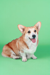 welsh corgi isolated on color background 