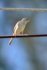 Baya Weaver on power cable.