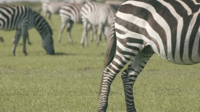 Large Zebra herd graze in the African plains, close up. 